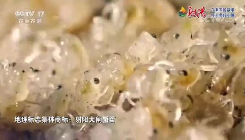 火遍全國 射陽綠色農(nóng)產(chǎn)品 宣傳片刷屏央視 江蘇衛(wèi)視黃金時段